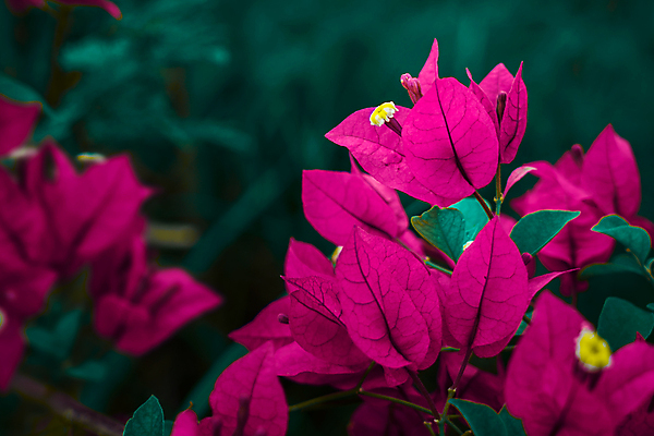 포토 JPG 해외이미지 식물 꽃잎 꽃 종이 분홍색 백그라운드 잎 꽃무늬 조류 사람없음 가로 빨간색 초록색 산타클로스 노란색 정원 사진촬영 벚꽃 흰색 나뭇가지 정상 다발 그림 내추럴 인기 해외포토 나무 동물 컬러 크리스마스 무늬 촬영 파일형식 이미지허브