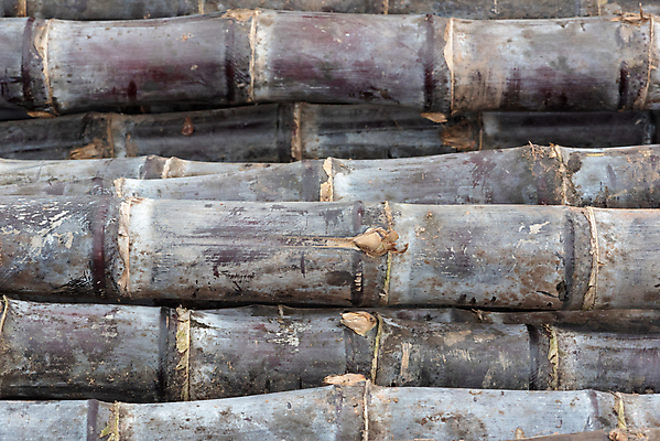 포토 JPG 해외이미지 식물 잡화 산업 음식 줄기 백그라운드 밭 농업 과일 비즈니스 재료 자연 지팡이 건강 요리 서기 사람없음 야외 초록색 농장 중국 주스 봄 수확 시골 신선 시장 달콤 맛 설탕 자르기 먹기 허브 유기농 질감 날것 섬유 흙더미 내추럴 사탕수수 해외포토 웰빙 계절 아시아 음료 컬러 컨셉 모션 흙 직물 생태계 파일형식 더미 이미지허브