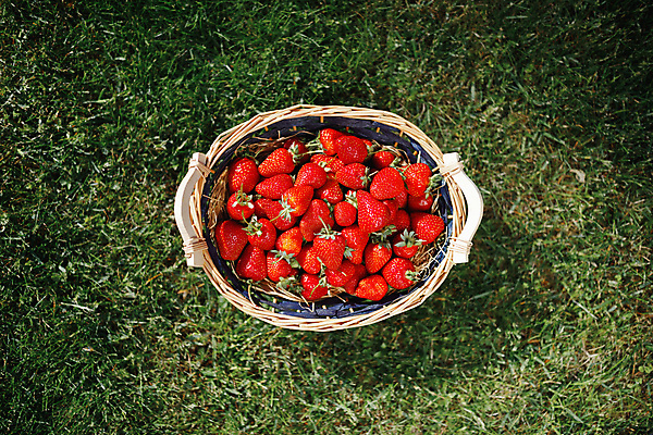 포토 JPG 해외이미지 식물 열매 음식 백그라운드 농업 과일 자연 딸기 건강 잔디 사람없음 목재 빨간색 초록색 빛 태양 농장 바구니 정원 맑음 수확 신선 시장 달콤 맛 컨테이너 유기농 원예 내추럴 궤 뒤뜰 숙성 많음 해외포토 자연요소 나무 웰빙 산업 컬러 컨셉 재료 날씨 취미 생태계 파일형식 이미지허브