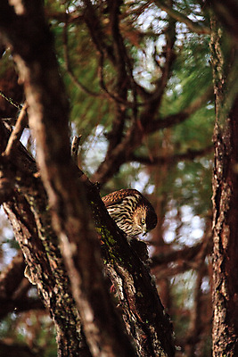포토 JPG 해외이미지 야생동물 청소년 자연 조류 사람없음 먹기 사냥 육식동물 플로리다 해외포토 동물 모션 사람 미국 생태계 파일형식 이미지허브