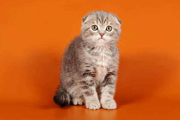 포토 JPG 해외이미지 한마리 응시 새끼 실내 앉기 사람없음 반려동물 귀여움 고양이 스코티시폴드 반려묘 주황색배경 해외포토 동물 1 시선 백그라운드 컨셉 포유류 모션 내부 주황색 파일형식 이미지허브