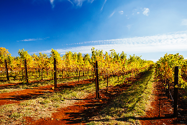 포토 JPG 해외이미지 식물 산업 잎 포도 풍경 사람없음 빛 햇빛 태양 와인 맑음 황혼 일몰 안개 가을 호주 저녁 언덕 포도밭 포도나무 양조장 줄서기 해외포토 자연요소 계절 밭 과일 모션 날씨 주류 노을 오세아니아 야간 과일나무 파일형식 이미지허브