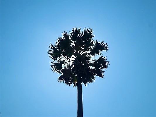 포토 JPG 해외이미지 나무 식물 계절 실루엣 아시아 여행 백그라운드 밭 태국 자연 하늘 손바닥 동양인 풍경 사람없음 야외 여름 파란색 빛 컬러풀 태양 농장 일출 맑음 일몰 시골 저녁 숲 설탕 내추럴 파라다이스 수평선 해외포토 자연요소 손 나라 컬러 농업 날씨 촬영기법 인종 노을 야간 생태계 파일형식 이미지허브