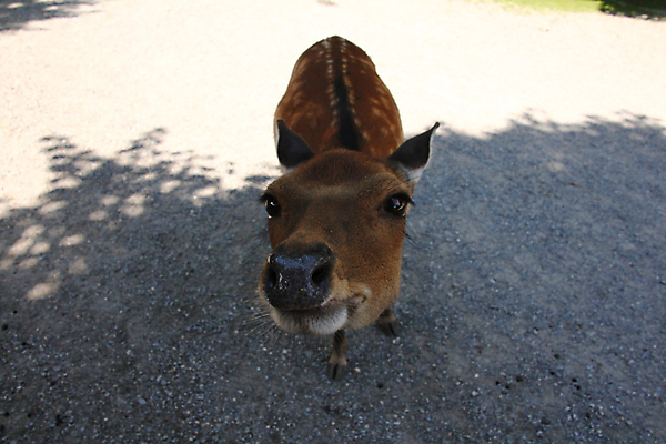 포토 JPG 해외이미지 동물 공원 여자 얼굴 야생동물 백그라운드 밭 곰 포유류 태국 자연 초식동물 사슴 털 동양인 사람없음 야외 반려동물 갈색 머리 산책 닫기 보호 숲 큼 사파리 코 육식동물 보호구역 수유 암사슴 옛날 해외포토 공공시설 아시아 컬러 컨셉 농업 모션 휴식 사람 인종 신체부위 크기 암컷 생태계 구역 파일형식 이미지허브