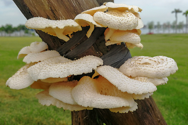 포토 JPG 해외이미지 나무 계절 음식 자연 사람없음 초록색 버섯 가을 흰색 숲 곰팡이 식용 채식주의자 해외포토 식물 컬러 생태계 채식 파일형식 이미지허브