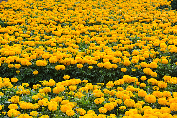 포토 JPG 해외이미지 식물 계절 꽃잎 꽃 문화 여행 백그라운드 꽃무늬 패턴 밭 오렌지 태국 자연 사람없음 장식 초록색 여름 노란색 환경 정원 화환 봄 활발 성장 벚꽃 인사 신선 시장 소프트포커스 인도인 내추럴 블러 많음 해외포토 외국인 아시아 컬러 컨셉 무늬 농업 과일 촬영기법 동양인 예절 생태계 파일형식 이미지허브