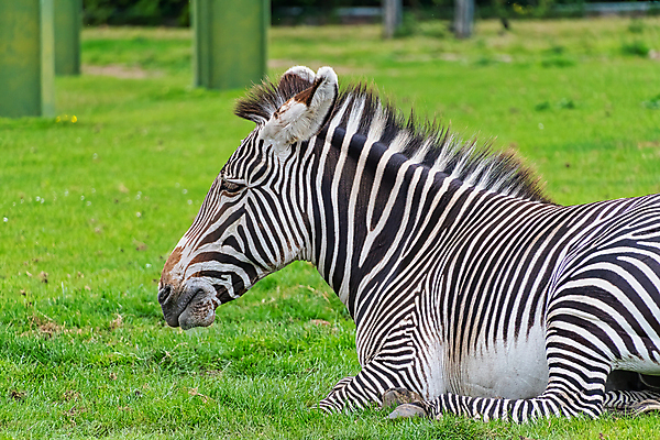 포토 JPG 해외이미지 동물 야생동물 여행 백그라운드 패턴 포유류 가족 아프리카 자연 초식동물 흑백 사람없음 검은색 일몰 줄무늬 흰색 황무지 군중 사파리 얼룩말 케냐 사바나 해외포토 나라 컬러 무늬 관계 촬영기법 사람 노을 말_동물 생태계 파일형식 이미지허브