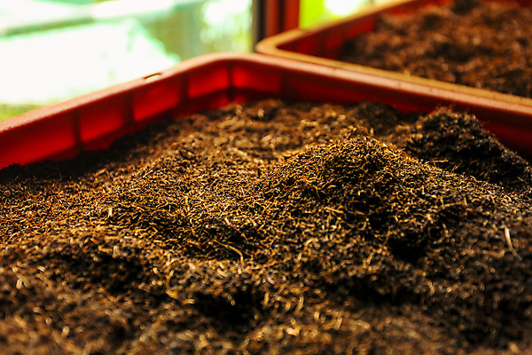 포토 JPG 해외이미지 식물 전통 산업 아시아 잎 농업 공장 자연 건조 실내 건강 동양인 사람없음 초록색 농작물 상자 농장 갈색 환경 검은색 기계 습기 수확 신선 황금 맛 제조 상품 드라이어 허브 유기농 날것 성적 아로마 수납 흙더미 내추럴 마지막 바이오 방법 해외포토 웰빙 교육 나라 컬러 컨셉 공업 인종 내부 흙 미용용품 생태계 파일형식 더미 이미지허브