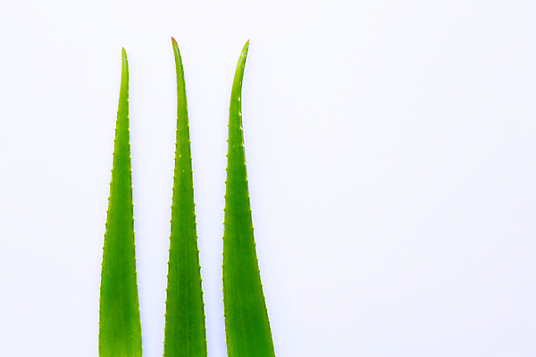 포토 JPG 해외이미지 스튜디오촬영 실내 사람없음 흰배경 알로에 해외포토 식물 백그라운드 내부 흰색 파일형식 이미지허브
