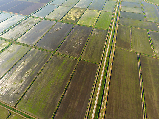 포토 JPG 해외이미지 식물 길 호수 줄기 잎 밭 농업 밥 바닥 안테나 씨앗 풍경 사람없음 초록색 물 농경지 새싹 정원 시골 정상 낟알 홍수 시리얼 운하 진흙 시스템 거름 배수구 묘목 해외포토 자연요소 나무 산업 음식 컬러 통신 농장 자연재해 파일형식 이미지허브