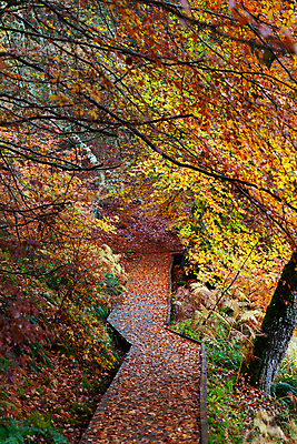포토 JPG 해외이미지 나무 식물 계절 공원 유럽 길 여행 잎 패턴 자연 아침 영국 산 따뜻함 풍경 사람없음 야외 목재 빨간색 초록색 파란색 햇빛 노란색 평화 환경 침묵 활발 가을 시골 황금 숲 오솔길 질감 장면 내추럴 삼림지대 전국 스코틀랜드 해외포토 주간 공공시설 나라 컬러 컨셉 무늬 재료 태양 소리 생태계 파일형식 이미지허브