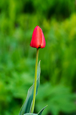 포토 JPG 해외이미지 식물 계절 꽃잎 꽃 분홍색 백그라운드 꽃무늬 자연 사람없음 야외 장식 빨간색 초록색 여름 컬러풀 봄 튤립 벚꽃 신선 내추럴 블러 해외포토 컬러 무늬 생태계 파일형식 이미지허브