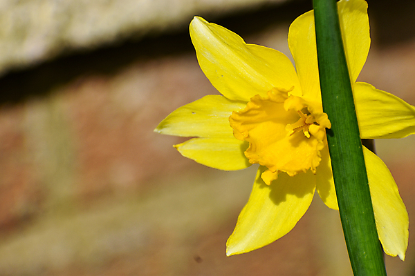 포토 JPG 해외이미지 식물 라이프스타일 계절 꽃잎 꽃 백그라운드 패턴 비즈니스 자연 사람없음 노란색 머리 봄 활발 성장 닫기 선택 묘사 수선화 아일랜드 꽃수술 해외포토 유럽 컬러 컨셉 무늬 모션 생활 신체부위 생태계 파일형식 이미지허브
