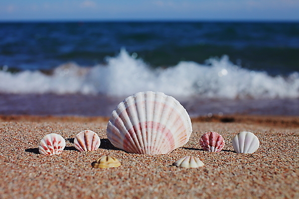 포토 JPG 해외이미지 주간 모래 해변 사람없음 야외 조개껍데기 해외포토 자연요소 바다 조개 파일형식 이미지허브