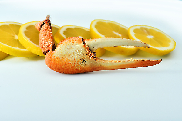 포토 JPG 해외이미지 동물 전통 음식 바다 조각 다이어트 조개 건강 갑각류 요리 사람없음 식당 게 껍질 신선 스페인 맛 지중해 레몬 해산물 준비 내추럴 발톱 삶기 식품점 안달루시아 집게발 핸드메이드 해외포토 유럽 컨셉 과일 발 어패류 상점 파일형식 이미지허브