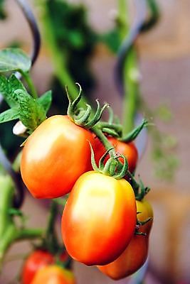 포토 JPG 해외이미지 식물 음식 백그라운드 잎 농업 다이어트 토마토 채소 과일 재료 자연 건강 요리 사람없음 빨간색 초록색 빛 식사 활발 샐러드 성장 흰색 신선 원형 시장 맛 케첩 먹기 오브젝트 싱글 유기농 원예 날것 내추럴 고립 숙성 영양분 채식주의자 해외포토 도형 웰빙 산업 컬러 컨셉 모션 취미 소스_음식 생태계 채식 파일형식 이미지허브