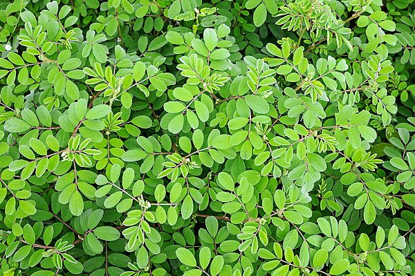 포토 JPG 해외이미지 나무 식물 디자인 벽 백그라운드 잎 패턴 자연 벽지 표면 사람없음 야외 초록색 빛 환경 정원 봄 신선 숲 작음 유기농 질감 내추럴 많음 해외포토 웰빙 계절 컬러 컨셉 무늬 크기 생태계 파일형식 이미지허브