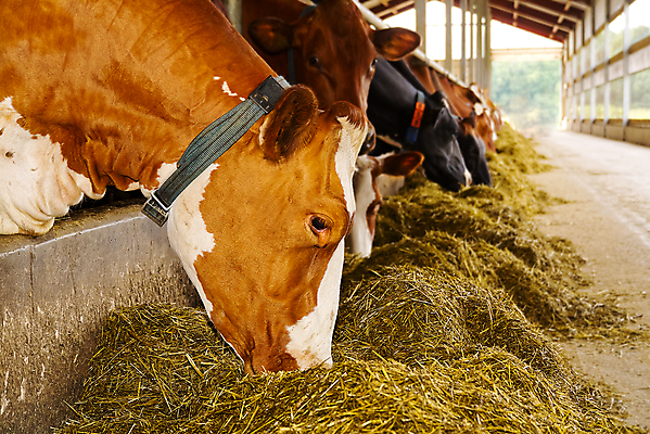 포토 JPG 해외이미지 동물 응시 산업 음식 농업 비즈니스 포유류 공장 자연 실내 육류 서기 사람없음 울타리 농장 머리 검은색 가축 목장 소고기 우유 흰색 시골 소 볏짚 군중 농부 먹이 방목 먹기 귀 밀짚 헛간 송아지 외양간 밭일 해외포토 직업 시선 새끼 컬러 식재료 공업 모션 유제품 사람 내부 신체부위 담장 짚 축산업 생태계 저장고 파일형식 이미지허브