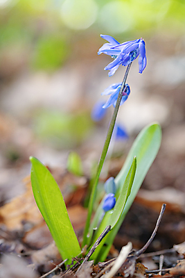 포토 JPG 해외이미지 식물 계절 꽃잎 꽃 백그라운드 잎 꽃무늬 자연 사람없음 야외 초록색 파란색 정원 봄 벚꽃 개화 숲 작음 내추럴 해외포토 컬러 무늬 크기 생태계 파일형식 이미지허브