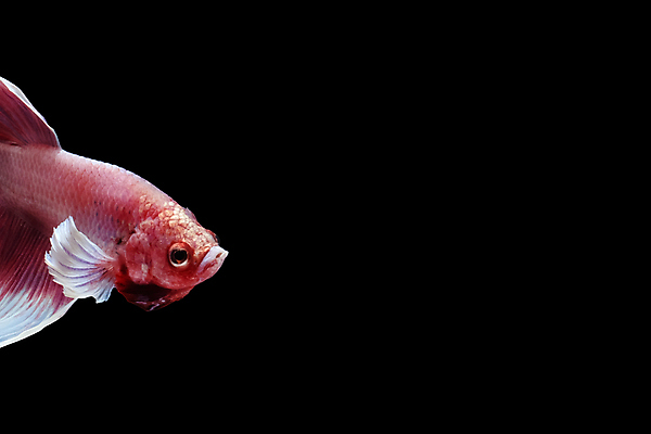 포토 JPG 해외이미지 동물 남자 얼굴 클리핑패스 분홍색 포즈 백그라운드 이동 모션 벽지 어류 미술 사람없음 물 컬러풀 장미 머리 우주 검은색 수영 분노 흰색 고급 우아함 깃털 싸움 귀 지느러미 고립 공격적 이국적 해외포토 자연요소 꽃 감정 컬러 컨셉 문화예술 사람 신체부위 수중동물 수상스포츠 파일형식 이미지허브