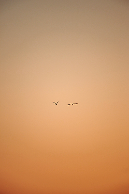 포토 JPG 해외이미지 주간 두마리 조류 하늘 사람없음 야외 주황색 일몰 비행 해외포토 자연요소 동물 컬러 2 노을 파일형식 이미지허브