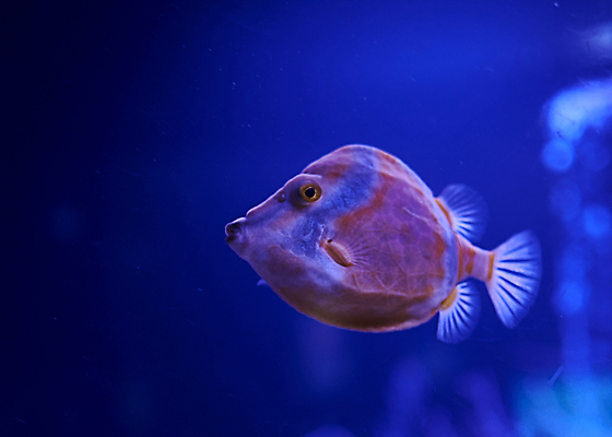 포토 JPG 해외이미지 동물 지구 야생동물 바다 여행 백그라운드 자연 어류 사람없음 옆모습 빨간색 물 파란색 노란색 환경 검은색 바닷속 수중 수영 활발 산호 고독 가루 인도인 집중 싱글 다이빙 눈금 탱크 장면 지느러미 암초 수족관 외과 고립 깊이 수경재배 이국적 해외포토 자연요소 외국인 감정 뷰포인트 컬러 컨셉 의학 병원 동양인 수중동물 수상스포츠 자포동물 생태계 수중스포츠 파일형식 이미지허브
