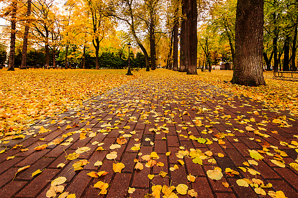 포토 JPG 해외이미지 주간 공원 단풍 낙엽 단풍나무 풍경 사람없음 야외 주황색 가을 해외포토 자연요소 나무 계절 공공시설 컬러 잎 파일형식 이미지허브
