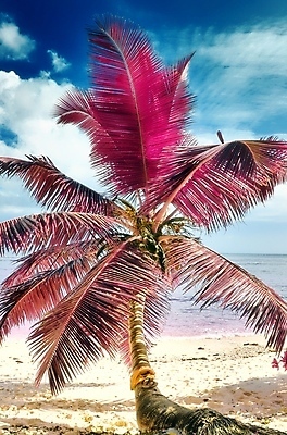 포토 JPG 해외이미지 구름 분홍색 하늘 해변 사람없음 야외 야자수 세이셸 야자수잎 해외포토 자연요소 나무 바다 컬러 잎 아프리카 파일형식 이미지허브