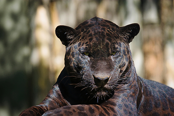 포토 JPG 해외이미지 동물 1 응시 공원 야생동물 포유류 아프리카 자연 친절 생물 수염 털 사람없음 야외 환경 검은색 고양이 점 닫기 위험 큼 사파리 속도 육식동물 사냥꾼 표범 힘찬 해외포토 직업 시선 공공시설 나라 컬러 컨셉 모션 반려동물 크기 생태계 파일형식 이미지허브