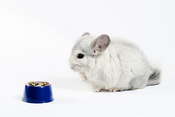 포토 JPG 해외이미지 동물 음식 다이어트 씨앗 사람없음 파란색 반려동물 식사 사발 설치류 먹이 먹기 가득함 흰배경 고립 돌봄 수유 공급 해외포토 식물 컬러 백그라운드 모션 건강 흰색 사기그릇 파일형식 이미지허브