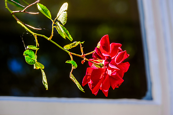 포토 JPG 해외이미지 식물 꽃잎 꽃 꽃다발 백그라운드 잎 꽃무늬 자연 사랑 미술 사람없음 빨간색 초록색 컬러풀 장미 정원 봄 벚꽃 신선 개화 내추럴 해외포토 계절 감정 컬러 무늬 문화예술 생태계 파일형식 이미지허브