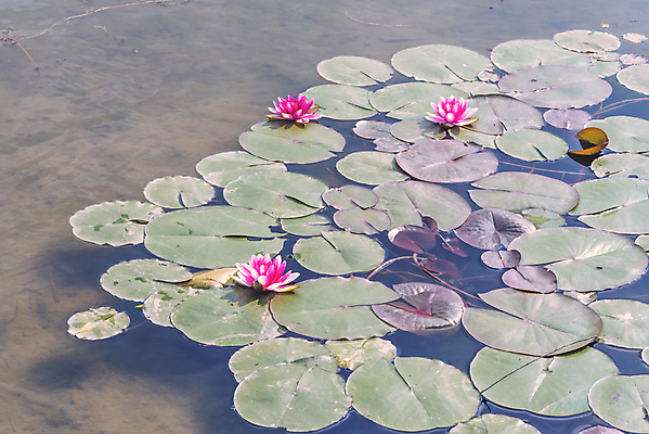 포토 JPG 해외이미지 식물 계절 꽃잎 꽃 호수 분홍색 백그라운드 잎 꽃무늬 자연 연꽃 사람없음 야외 초록색 물 여름 빛 반사 정원 침묵 고요 봄 벚꽃 흰색 연못 개화 백합 당구 명상 내추럴 패드 해외포토 자연요소 컬러 무늬 구기 소리 생태계 파일형식 이미지허브