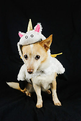 포토 JPG 해외이미지 스튜디오촬영 동물 응시 행복 새끼 무지개 포유류 휴가 뿔 앉기 사람없음 반려동물 장난감 파티 생일 유머 개 강아지 작음 옷입기 변장 송곳니 고립 기르기 유니콘 특별함 해외포토 자연요소 시선 기념일 감정 컨셉 모션 실내 이벤트 치아 크기 돌봄 파일형식 이미지허브
