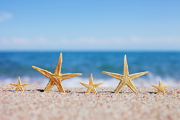 포토 JPG 해외이미지 주간 모래 불가사리 해변 사람없음 야외 아웃포커스 해외포토 자연요소 바다 극피동물 촬영기법 파일형식 이미지허브