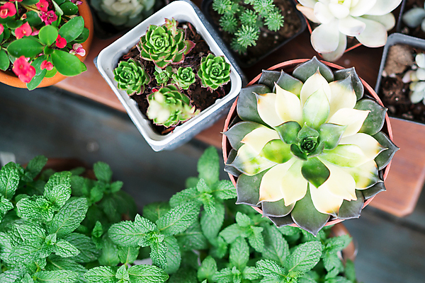 포토 JPG 해외이미지 나무 손 여자 지구 음료 어린이 분홍색 백그라운드 컨셉 창문 자연 추상 선인장 건강 관리 사람 사람없음 옆모습 초록색 물 파란색 세계 환경 봄 성장 마시기 신선 잡기 액체 그룹 떨어짐 보호 씻기 순수 유지 내추럴 돌봄 파스텔톤 카피스페이스 미니멀 해외포토 자연요소 식물 계절 뷰포인트 컬러 무늬 모션 신체부위 청결 공백 생태계 파일형식 이미지허브