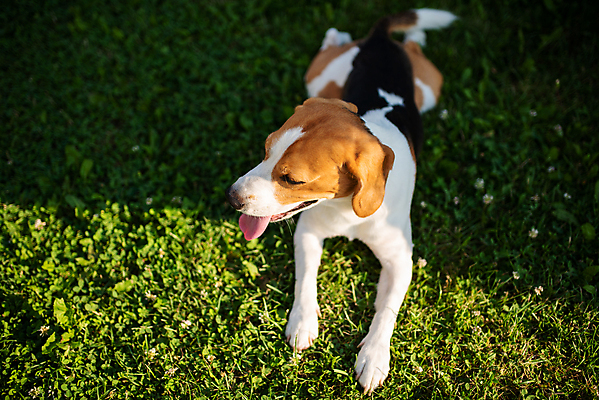포토 JPG 해외이미지 동물 백그라운드 밭 포유류 하늘 휴식 피곤 사람없음 야외 초록색 반려동물 쌓기 시골 뜨거움 유머 개 혀 비글 송곳니 거짓말 유래 카피스페이스 해외포토 감정 컬러 컨셉 농업 모션 공백 입 치아 파일형식 이미지허브