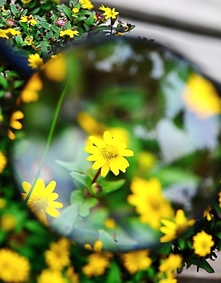 포토 JPG 해외이미지 식물 꽃잎 꽃 잎 자연 유리 돋보기 손잡이 사람없음 야외 가로 초록색 여름 노란색 환경 정원 봄 탐험 성장 벚꽃 잡기 닫기 확대 내추럴 해외포토 계절 컬러 모션 재질 생태계 파일형식 이미지허브