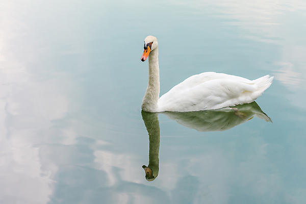포토 JPG 해외이미지 주간 한마리 호수 사람없음 야외 백조 해외포토 자연요소 1 조류 파일형식 이미지허브