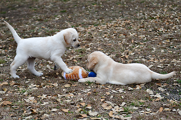 포토 JPG 해외이미지 가족 놀이 실험 사람없음 농장 개 리트리버 강아지 쓰레기 래브라도리트리버 혀 사냥개 언니 기르기 남동생 해외포토 농업 포유류 관계 반려동물 입 자매 동생 돌봄 파일형식 이미지허브