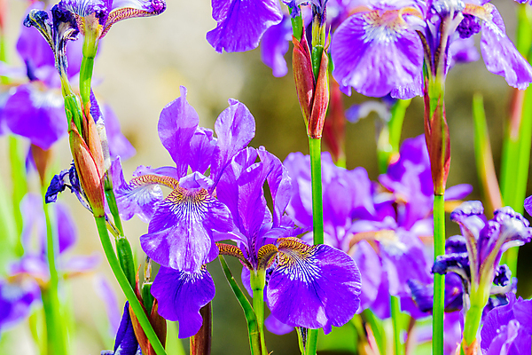 포토 JPG 해외이미지 식물 계절 꽃잎 꽃 백그라운드 잎 꽃무늬 자연 사람없음 여름 파란색 컬러풀 정원 보라색 스파 봄 흰색 개화 닫기 제비꽃 붓꽃 해외포토 컬러 무늬 모션 생태계 파일형식 이미지허브