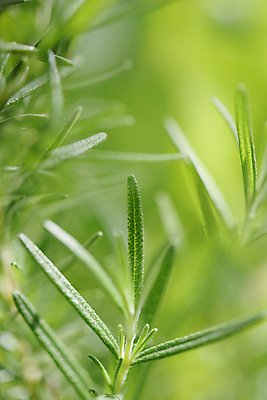 포토 JPG 해외이미지 식물 라이프스타일 음료 음식 백그라운드 잎 패턴 채소 재료 자연 건강 요리 사람없음 야외 초록색 여름 노란색 주방 정원 요리사 봄 활발 신선 양념 맛 소프트포커스 다발 민트 허브 상쾌 유기농 날것 로즈메리 내추럴 채식주의자 완전 해외포토 직업 웰빙 계절 감정 컬러 컨셉 무늬 촬영기법 생활 생태계 채식 파일형식 이미지허브