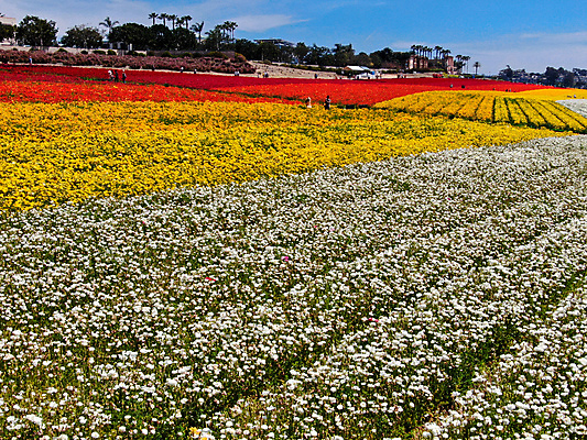 포토 JPG 해외이미지 식물 계절 꽃잎 꽃 분홍색 백그라운드 꽃무늬 밭 농업 오렌지 비즈니스 자연 노동자 풍경 사람없음 빨간색 초록색 여름 컬러풀 농장 노란색 여행객 정원 미국 봄 벚꽃 시골 언덕 캘리포니아 양귀비 조감도 해외포토 직업 산업 컬러 북아메리카 무늬 과일 사람 생태계 파일형식 이미지허브