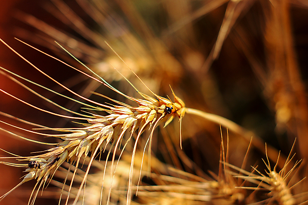 포토 JPG 해외이미지 계절 공원 백그라운드 컨셉 밭 농업 자연 풍경 사람없음 야외 가로 여름 농장 노란색 마을 환경 정원 시골 못 황금 벌레 땅 허브 무당벌레 장면 내추럴 생태학 해외포토 식물 공공시설 교육 산업 컬러 곤충 공구 생태계 파일형식 이미지허브