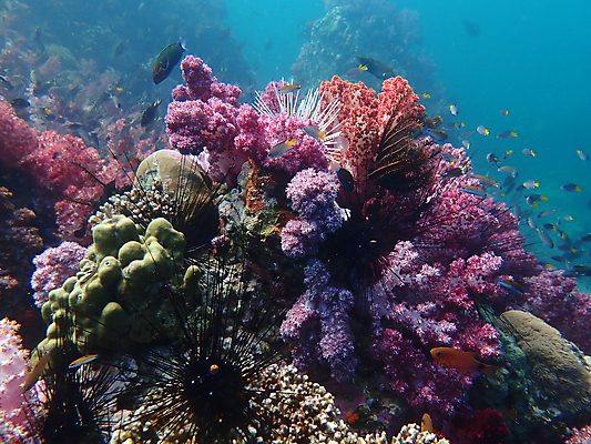 포토 JPG 해외이미지 동물 척추동물 야생동물 바다 자연 어류 풍경 사람없음 물 컬러풀 바닷속 수중 산호 생태계 다이빙 해외포토 자연요소 컬러 수영 수중동물 자포동물 수중스포츠 파일형식 이미지허브