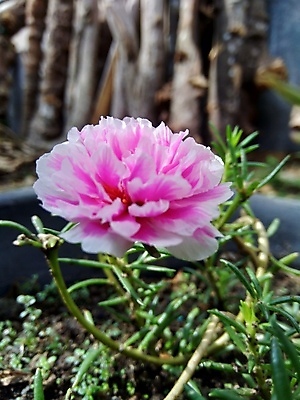 포토 JPG 해외이미지 식물 계절 꽃잎 꽃 분홍색 잎 자연 사람없음 빨간색 초록색 여름 컬러풀 정원 보라색 성장 벚꽃 흰색 신선 개화 자주색 내추럴 해외포토 컬러 생태계 파일형식 이미지허브