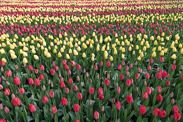 포토 JPG 해외이미지 나무 식물 계절 공원 꽃 유럽 호수 선 분홍색 여행 백그라운드 잎 꽃무늬 밭 전구 자연 사람 풍경 사람없음 야외 빨간색 초록색 물 여름 컬러풀 농장 노란색 여행객 우주 정원 봄 튤립 벚꽃 신선 개울 4월 네덜란드 내추럴 평행 해외포토 자연요소 공공시설 나라 컬러 무늬 농업 강 날짜 생태계 파일형식 이미지허브