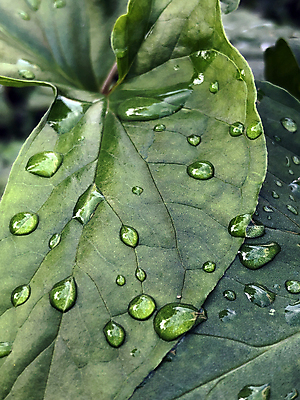 포토 JPG 해외이미지 식물 계절 잎 패턴 자연 표면 아침 추상 사람없음 초록색 물 여름 컬러풀 환경 정원 봄 젖음 가을 물방울 신선 떨어짐 이슬 질감 정맥 내추럴 생태학 해외포토 주간 자연요소 교육 컬러 컨셉 무늬 생태계 혈관 파일형식 이미지허브