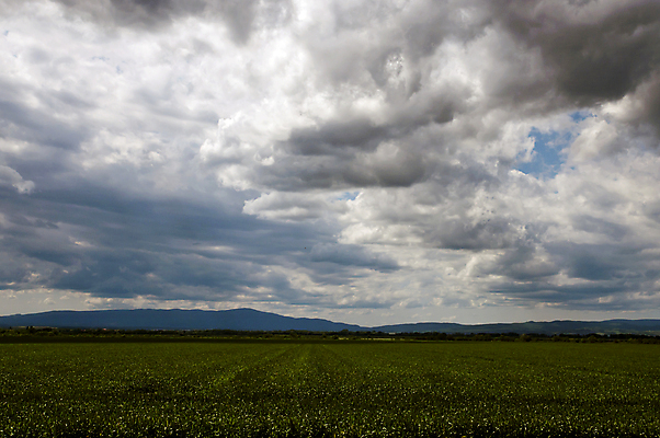 포토 JPG 해외이미지 식물 계절 지구 빵 백그라운드 밭 농업 자연 하늘 풍경 잔디 사람없음 야외 가로 초록색 파란색 빛 농작물 햇빛 봄 성장 가을 흰색 시골 신선 땅 밀 유기농 먼지 장면 땅바닥 수평선 세련 해외포토 웰빙 산업 음식 컬러 곡류 바닥 태양 생태계 파일형식 이미지허브