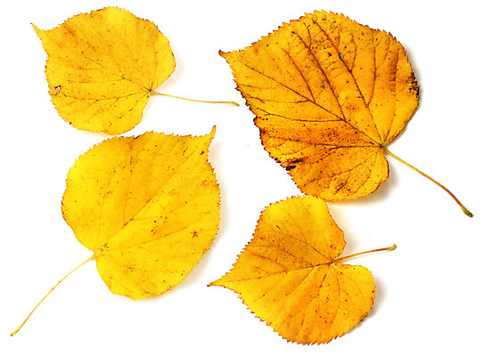 포토 JPG 해외이미지 나무 식물 계절 백그라운드 단풍 잎 오렌지 자연 건조 사람없음 장식 빨간색 초록색 세트 컬러풀 갈색 노란색 가을 흰색 황금 9월 수집 자작나무 10월 내추럴 고립 해외포토 컬러 과일 날짜 생태계 파일형식 이미지허브