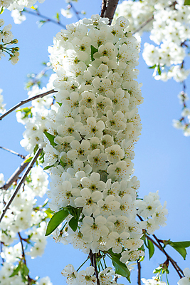 포토 JPG 해외이미지 식물 계절 꽃잎 꽃 꽃다발 백그라운드 꽃무늬 자연 사람없음 초록색 컬러풀 정원 봄 벚꽃 숲 해외포토 컬러 무늬 생태계 파일형식 이미지허브